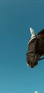 Majestic horse against a bright blue sky.