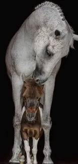 White horse with a foal against a black background.