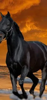 Black horse galloping on beach with orange sunset background.