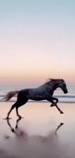 Horse galloping on a beach at sunset.