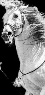 Black and white mobile wallpaper featuring a majestic horse.