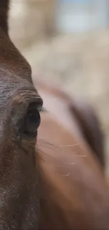 Close-up image of a brown horse's eye showcasing elegance.