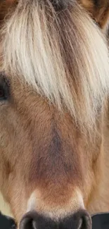 Close-up of a majestic brown horse with a white mane, perfect for a mobile wallpaper.