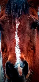 Close-up of a majestic horse with striking features, perfect for mobile wallpaper.