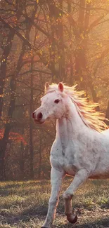 White horse trotting in a sunlit autumn forest.