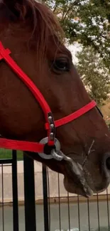 Majestic horse wearing a red bridle in a natural setting.