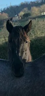 Majestic horse in a scenic countryside landscape.