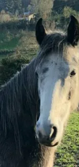 Horse standing in lush green countryside landscape.