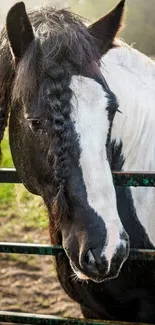 Majestic horse with braided mane in a countryside setting.