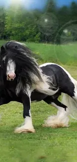 Black and white horse galloping in green field with blue sky.