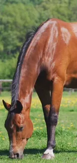 Brown horse grazing in a green meadow with trees in the background.