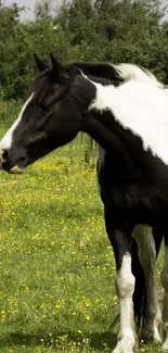 Black and white horse standing in a green field with yellow flowers.