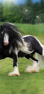 A black and white horse galloping through a lush green field.