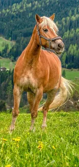 Horse standing in a vibrant green meadow with a forest background.