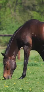 Majestic horse grazing in a green field