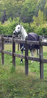 Majestic white horse in green pasture with wooden fence.