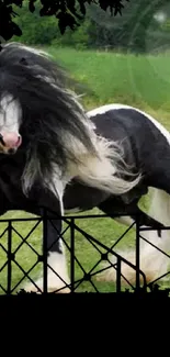 Galloping black and white horse in green field with fence silhouette.