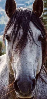 Majestic gray horse in a lush forest setting, perfect for mobile wallpaper.