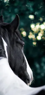 Majestic black horse in lush green forest background.