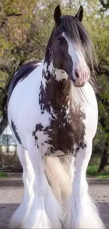 A majestic Gypsy Cob horse on a forest path surrounded by lush greenery.