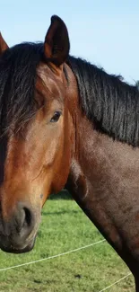 Majestic brown horse in a green field.