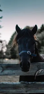 A black horse peering over a wooden fence with a forest background.