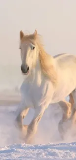 White horse galloping through a snowy landscape at sunrise.