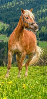 Majestic horse standing in a lush green meadow.