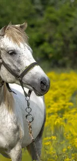 White horse standing in a bright field with yellow flowers and lush greenery.