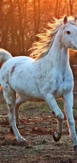 A white horse runs gracefully against an orange sunset background.