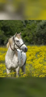 Beautiful white horse in yellow wildflower field.