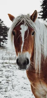 Brown horse with white mane in snowy landscape wallpaper.