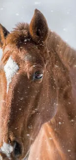 Majestic brown horse in a snowy winter landscape.