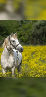 White horse stands in a field of yellow flowers with a lush green background.