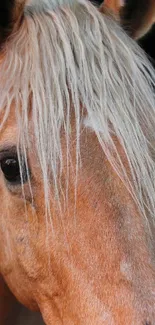 Close-up of a horse's face with a flowing mane on a dark background.