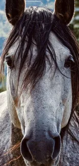 Close-up of a majestic grey horse in a natural setting.