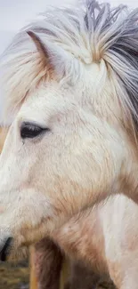 Majestic white horse with flowing mane in serene wallpaper.