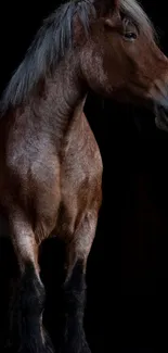 Majestic chestnut horse in dark background wallpaper.