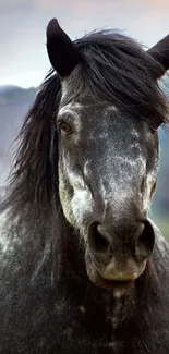 Majestic gray horse in natural setting mobile wallpaper.