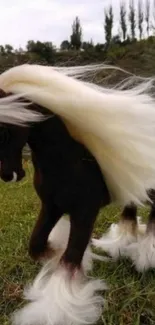 Majestic horse with flowing mane on grass field.