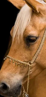 Majestic horse with golden bridle on dark background.