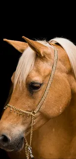 Elegant horse portrait with golden bridle on dark background.