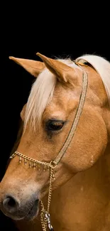 Chestnut brown horse with elegant jewelry against a black background.