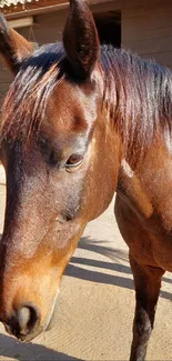 Close-up of a majestic brown horse in sunlight.