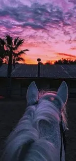 Silhouette of a horse with a vibrant purple sunset sky.