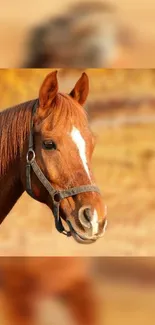 Majestic brown horse against warm brown background.