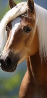 Majestic brown horse with white mane in serene setting.