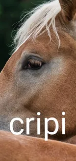 Brown horse with white mane mobile wallpaper.