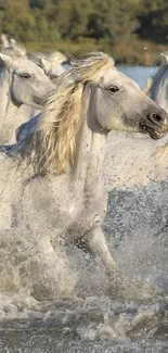 Wild horses run through water, showcasing nature's beauty.