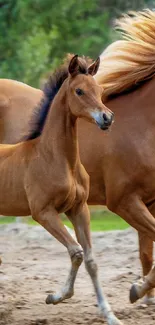 Two majestic horses galloping on a lush background, perfect mobile wallpaper.